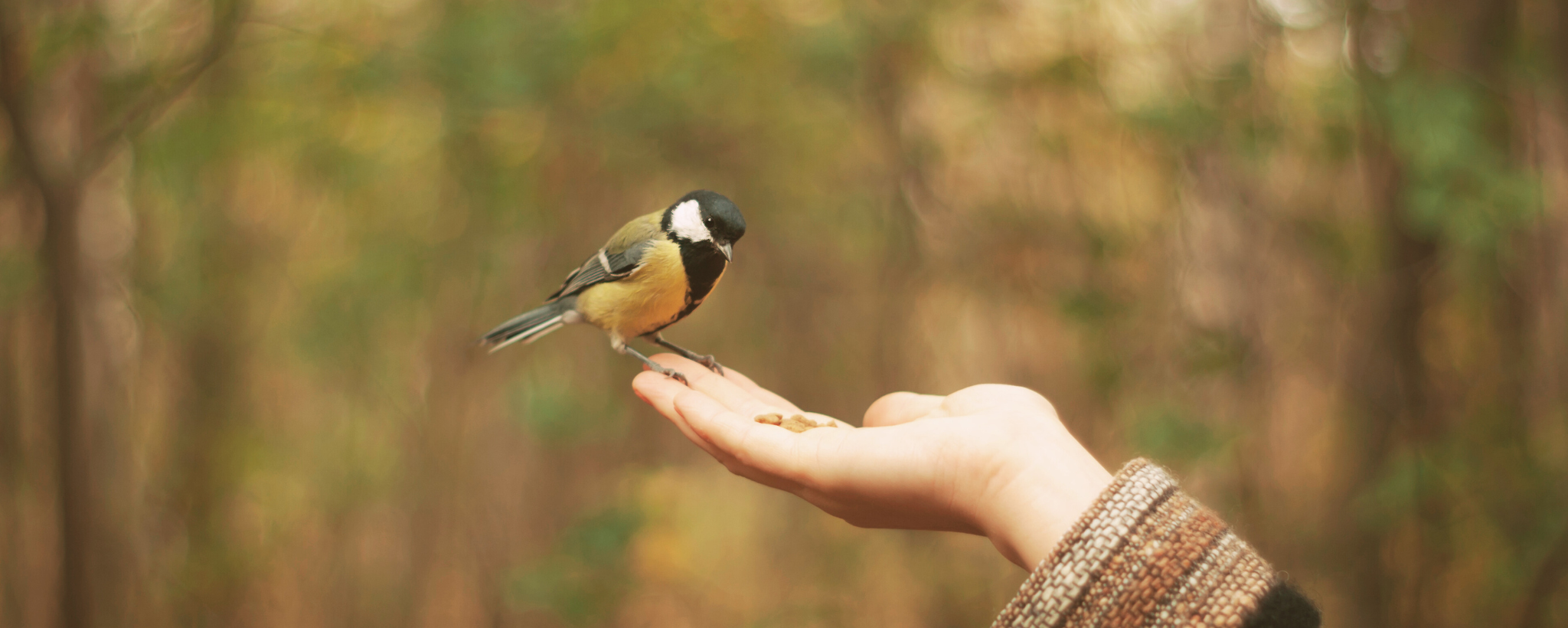 Little bird trusting to eat out of hand